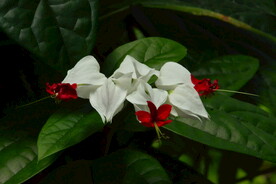 龙吐珠  