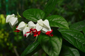 龙吐珠 