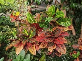 观叶植物 