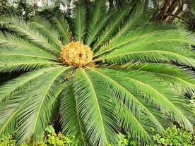 苏铁开花 
