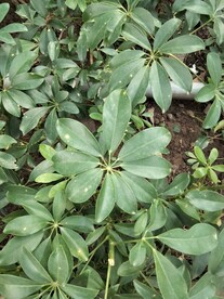 鹅掌柴