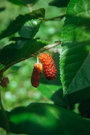 新鲜水果桑葚摄影图