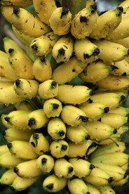 香蕉