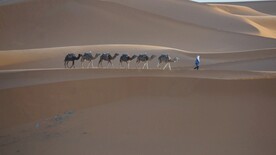 沙漠里的骆驼