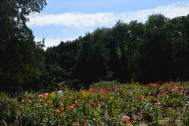 公园风景