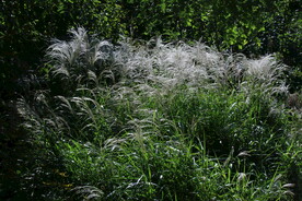 芒草风景