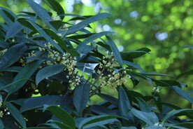 桂花 