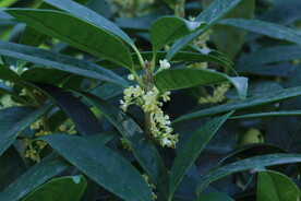 桂花 