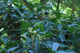 桂花 
