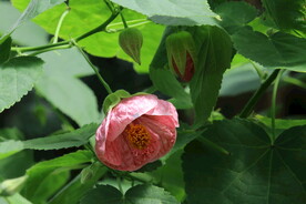 风铃花 