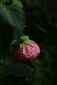 风铃花 