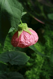 风铃花