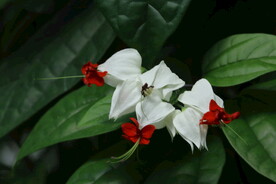 龙吐珠 