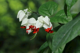 龙吐珠 