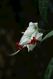 龙吐珠