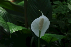 白鹤芋 