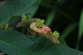 虎刺梅 