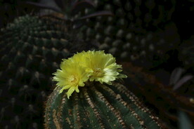 仙人球花