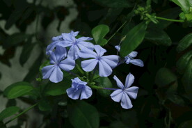 蓝雪花