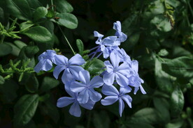 蓝雪花 