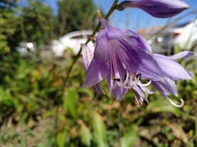园林花卉