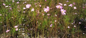 花海