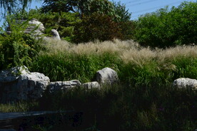 芒草风景 