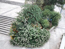 花坛