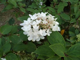 白色鲜花