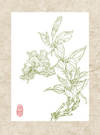 白描扶桑花图