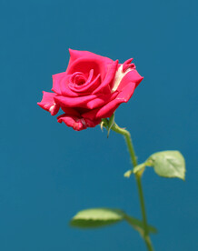 月季花