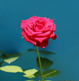 月季花