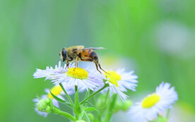 蜜蜂高清图