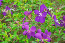 花朵花丛