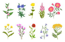 卡通花