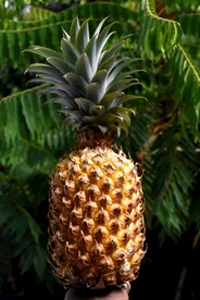 菠萝