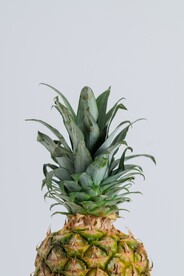 菠萝