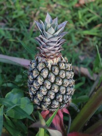 菠萝