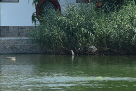  公园风景 