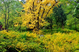 北京香山公园