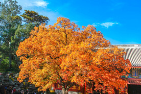 北京香山公园