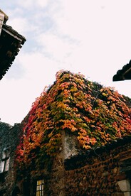 红枫系列 