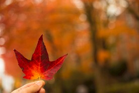 红枫系列