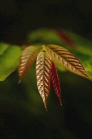 红枫系列