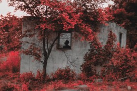 红枫系列 