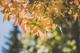 红枫系列 