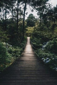 森林系列