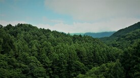 森林系列 