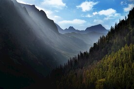 森林系列