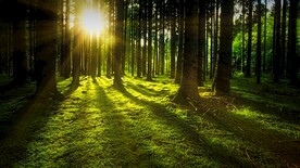 森林系列 